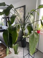 Strelitzia Nicolai Pflanze gross mit Topf gebraucht