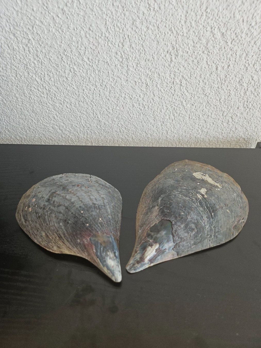 Fossili: Muscheln und Schneckenhäuser-Set – Usato da Rafz venduto da Domimir 3