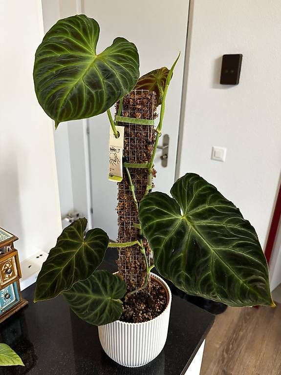 Piante & sementi: Philodendron Verrucosum 'Panther' – Usato da Oberbuchsiten venduto da Muskatellerchen 5