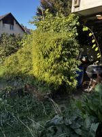 Grosser Bambus Gartenpflanze zum Selberausgraben