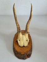 Rehbock-Gehörn auf Holzschild - Jagdtrophäe Vintage