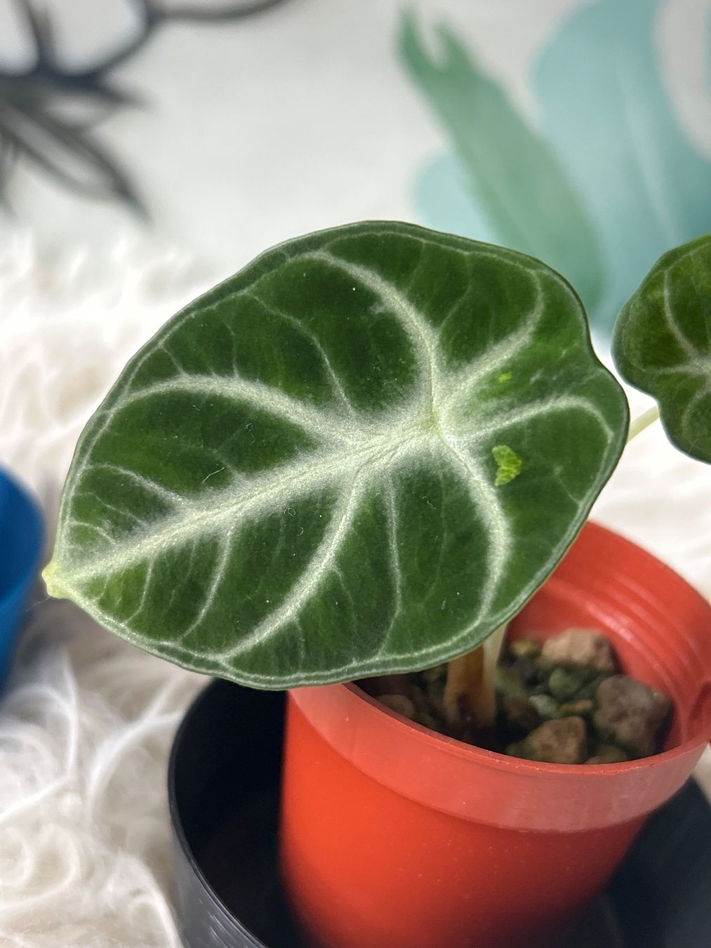 Piante & sementi: Alocasia Ninja variegata #4 – Nuovo (secondo la descrizione) da Scherzingen venduto da Elefantenohr.ch 1