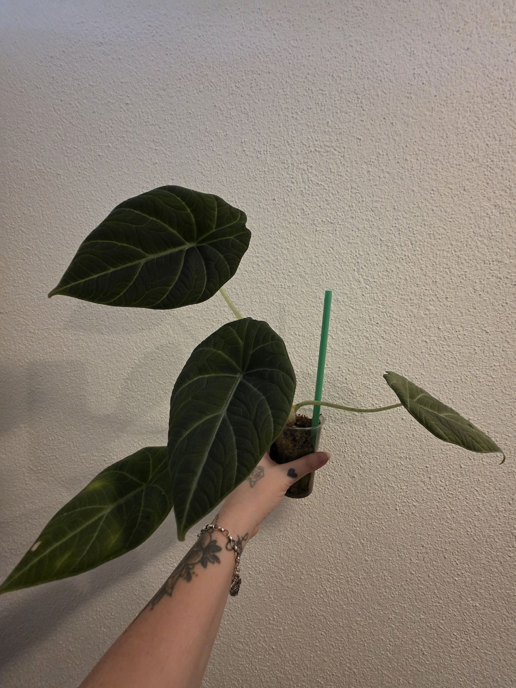 Piante & sementi: Alocasia Maharani  – Usato da Rapperswil SG venduto da LuiSchi