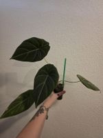 Alocasia Maharani 