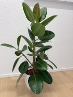 FICUS ELASTICA ROBUSTA Pflanze, Gummibaum 3 Branches 100 cm