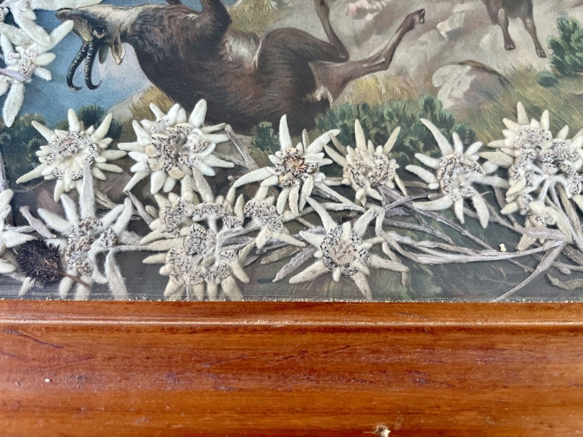 Posters & Illustrations: Jagdszene mit echten Edelweiss – D'occasion à Ottikon par san_w99n 3