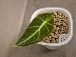 🌿 Alocasia Black Velvet Jungpflanze🌿