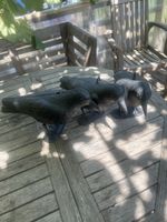 Vogelscheuche Raben 3er Set schwarzes Kunststoff neu