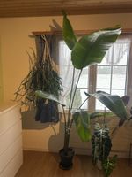Grosse gesunde Strelitzie/Bird of paradise