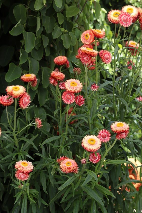 Piante & sementi: 200 Samen Strohblume SALMON – Nuovo (secondo la descrizione) da Ehrendingen venduto da VerveinaSamen 3