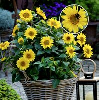 Ab 12.- Sun Catcher Wintersonnenblume winterhart 20 Samen