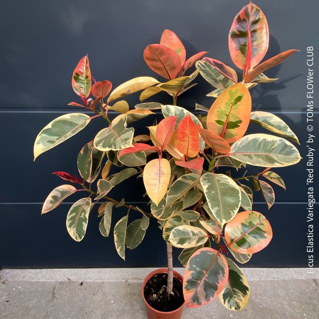 Piante & sementi: Ficus Elastica Variegata Red Ruby - rund 140cm Bäumchen – Nuovo e nell'imballaggio originale da Adliswil venduto da TAKEYOURPLANT