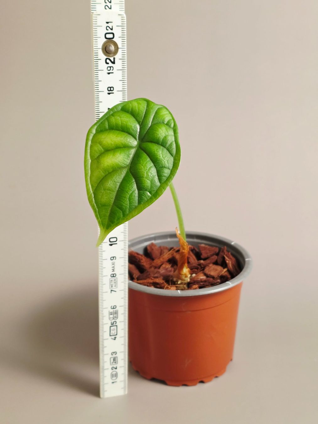 Piante & sementi: Alocasia dragon scale – Nuovo (secondo la descrizione) da Gerolfingen venduto da Azora 1