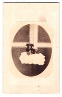 Fotografie Kleiner Hund liegt auf heller