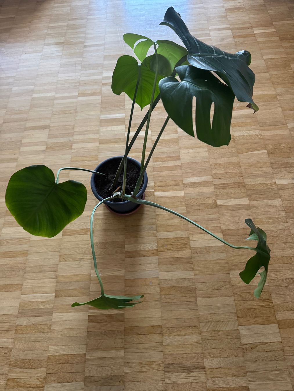 Piante & sementi: Monstera 7 Blätter – Usato da Köniz venduto da Subway78 3