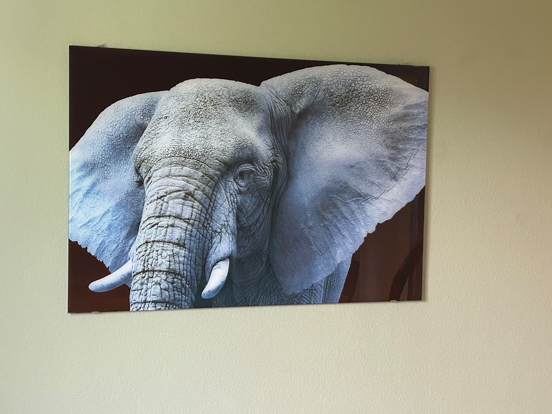 Foto & Immagini: Fotodruck auf Glas Elefant – Usato da Zuchwil venduto da bea_tl7p