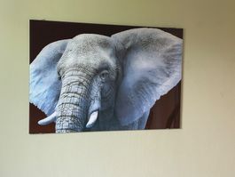 Fotodruck auf Glas Elefant