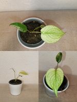 Monstera Deliciosa Mint
