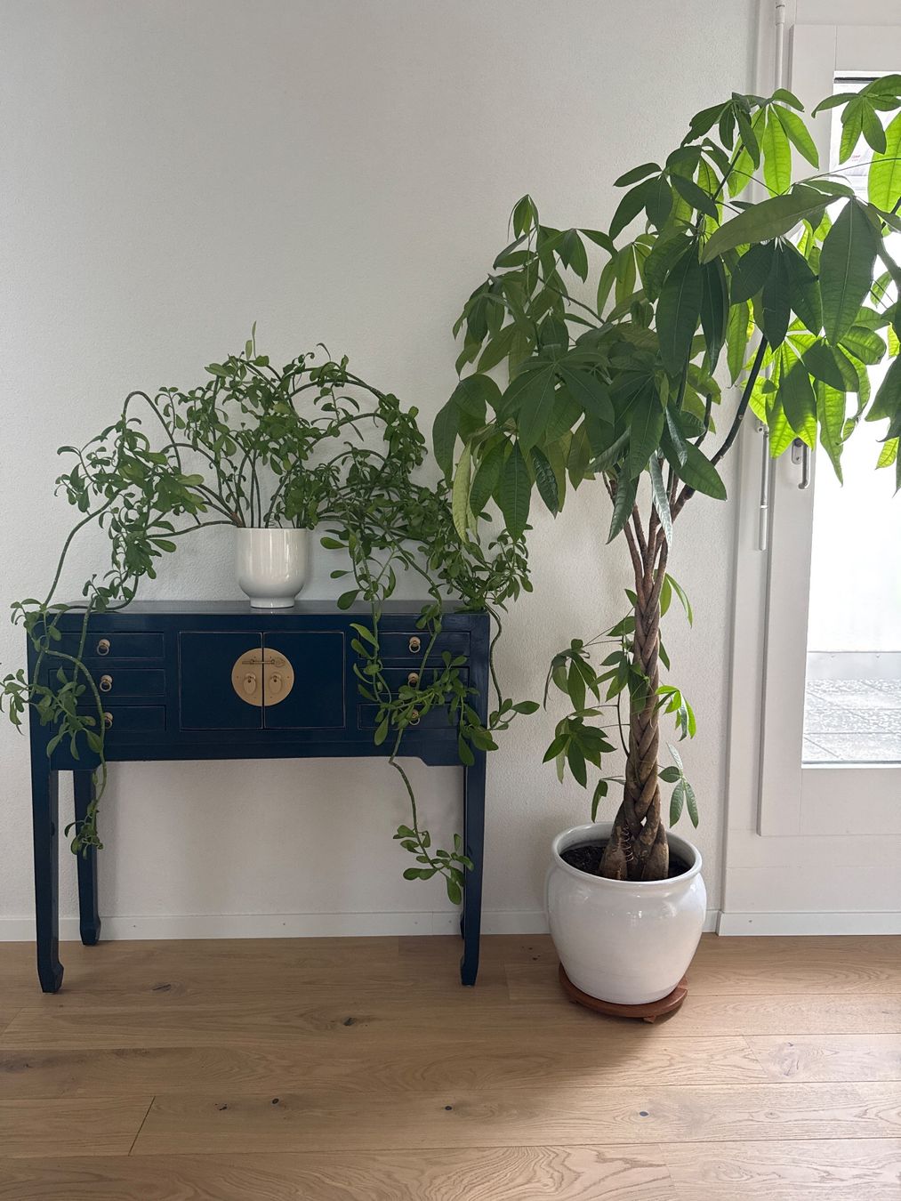 Plantes & graines: 2 Grosse Pflanzen mit Töpfen Inkl. – D'occasion à Bern par Imush