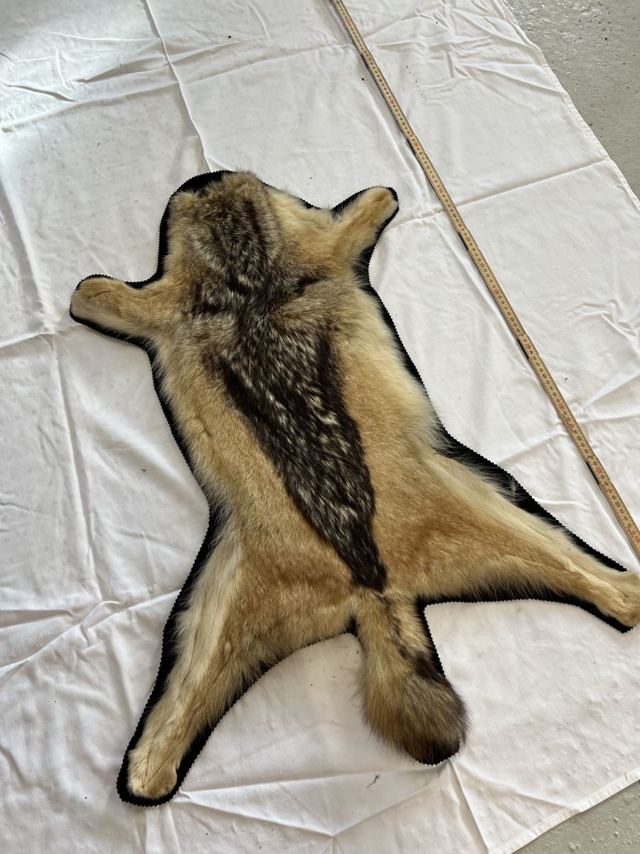 Il mondo degli animali: Goldschakalfell – Usato da Euthal venduto da ruckzuckrohrfrei 1
