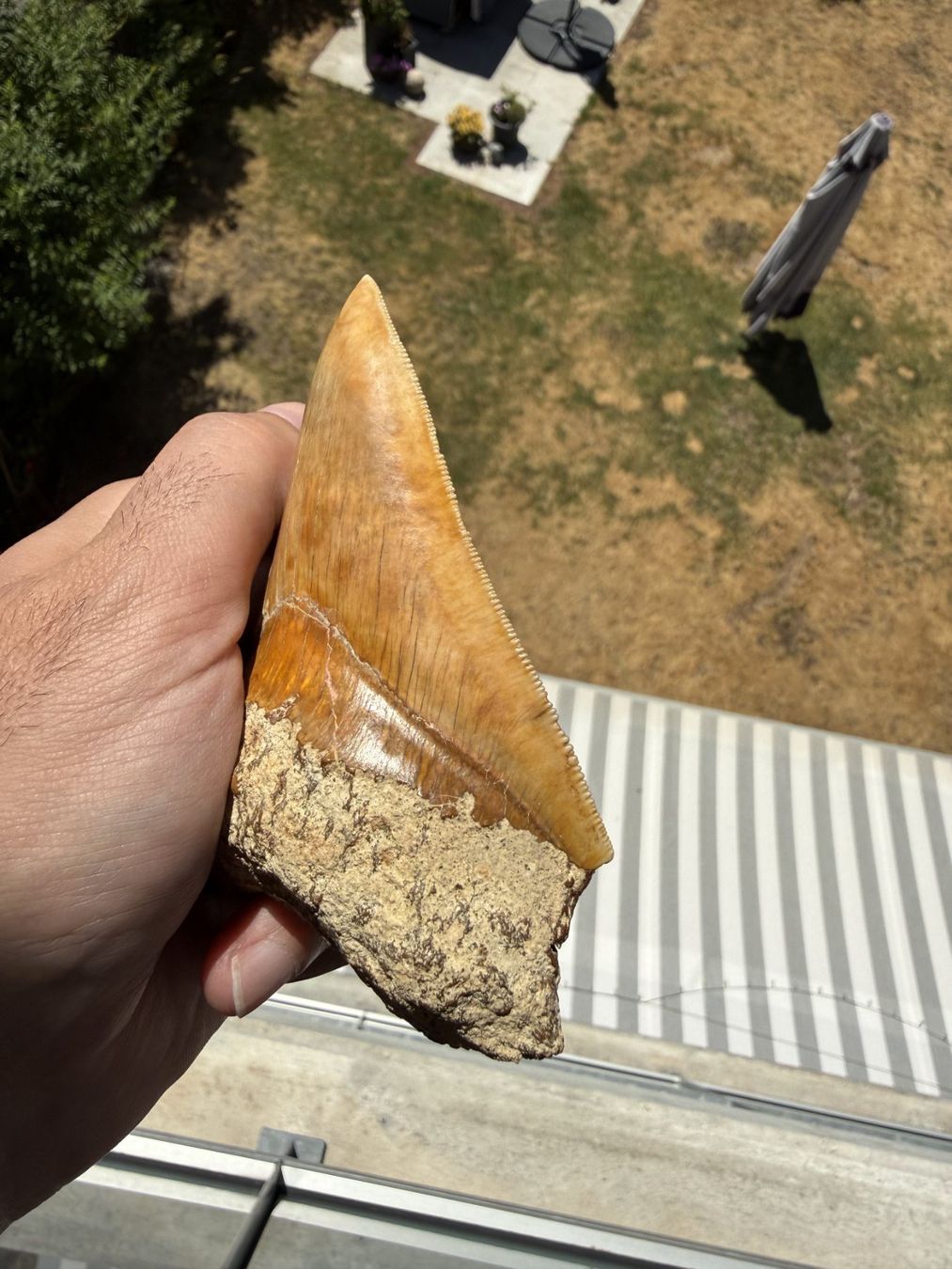Fossilien: Megalodon Zahn Indonesien – Gebraucht aus schüpfen von rica122 1