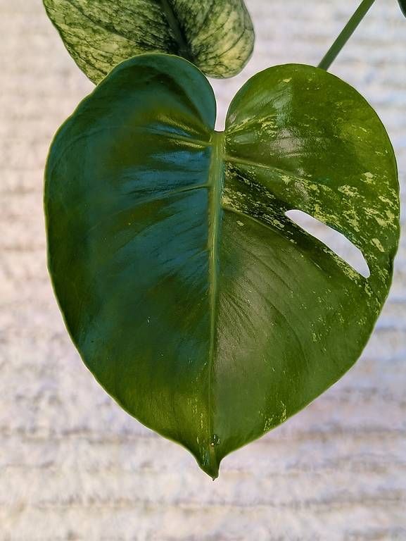Plantes & graines: Monstera Siam Mint Variegata – Neuf (Voir description) à Faulensee par plantmama 1