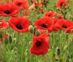 Ab 5.- fr 10 SAMEN Klatsch Mohn 10 Graines Coquelicot