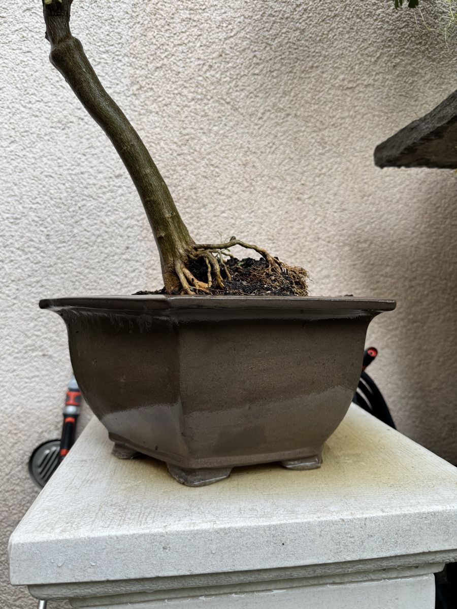 Piante & sementi: Limequat Bonsai im Bonsai-Topf – Usato da Rümlang venduto da Gruseh.ch 2