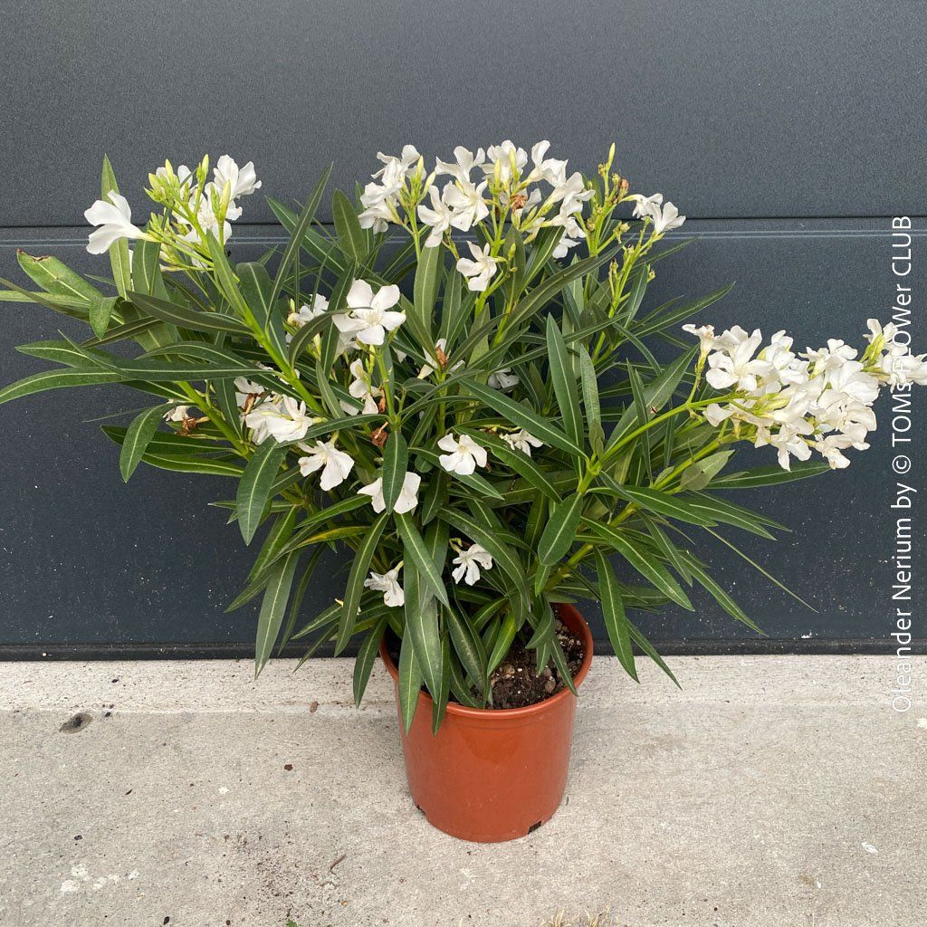 Piante & sementi: Nerium Oleander mediterrane Blütenpracht in weiss oder rosa – Nuovo e nell'imballaggio originale da Adliswil venduto da TAKEYOURPLANT 1