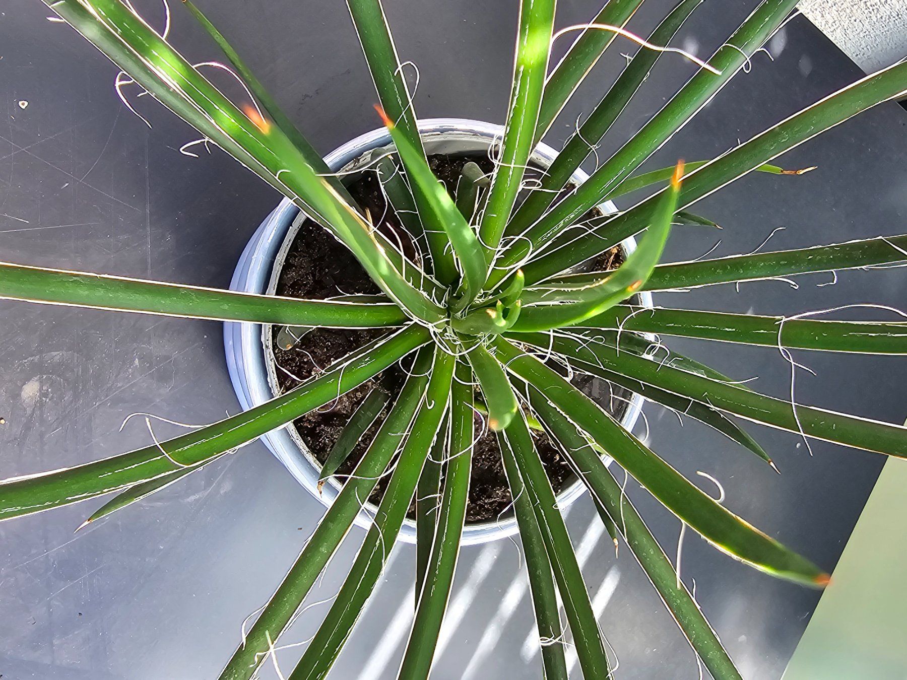 Piante & sementi: Agave multifilifera – Nuovo (secondo la descrizione) da Aarburg venduto da Glitzerschein 1