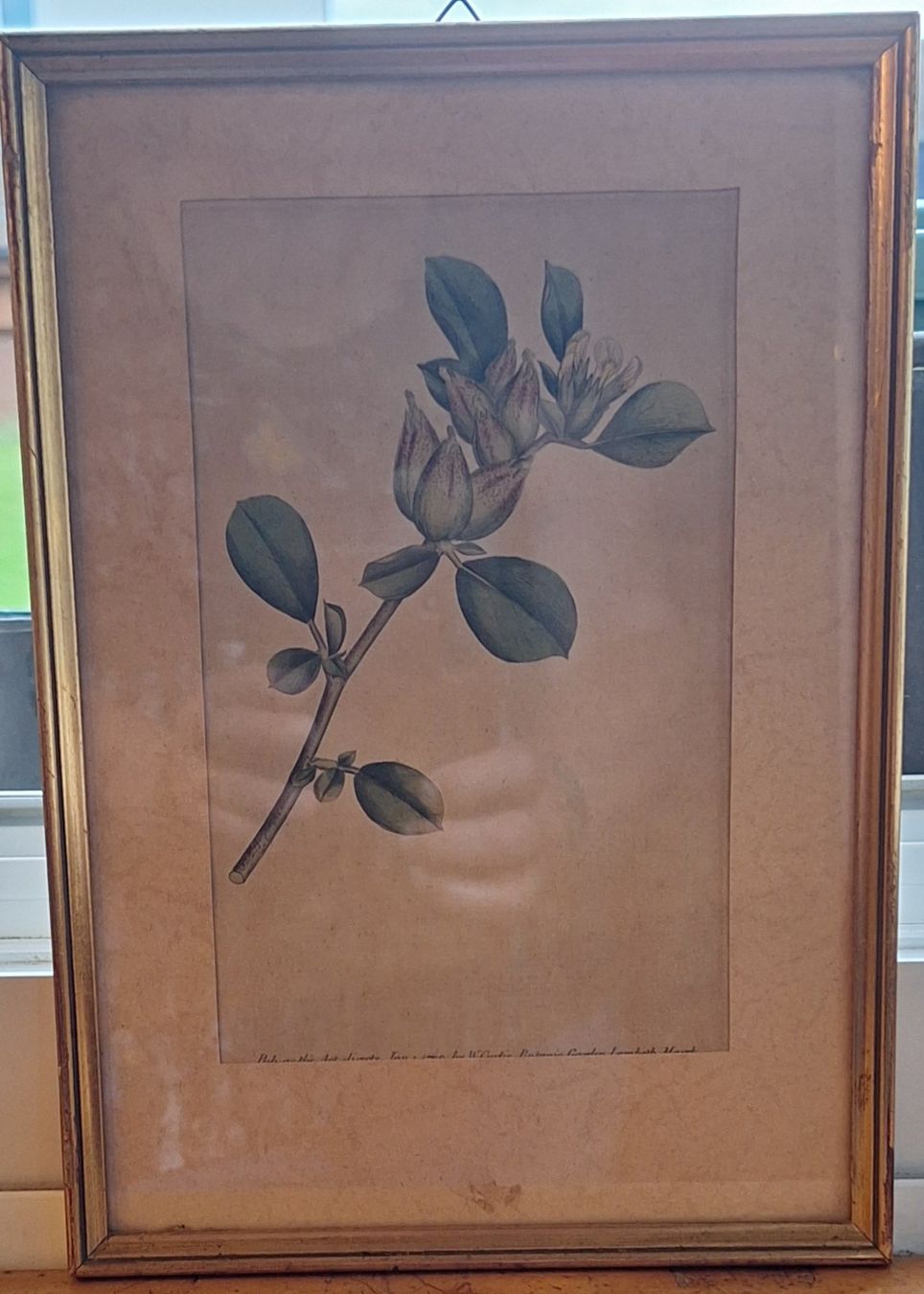 Foto & Immagini: Botanisches Bild – Usato da Opfikon venduto da Carslo5