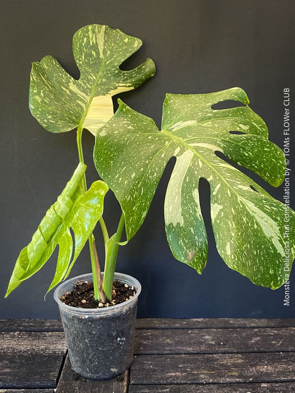 Piante & sementi: Monstera Deliciosa Thai Constellation - grossblättrig – Nuovo e nell'imballaggio originale da Adliswil venduto da astom369 1
