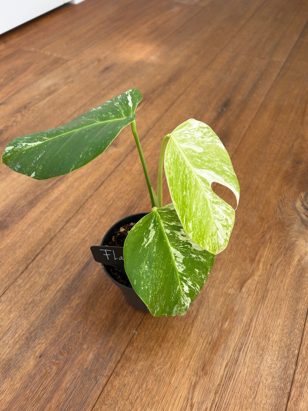 Piante & sementi: Monstera albo💚 – Nuovo (secondo la descrizione) da Wattwil venduto da Mikesplantshop