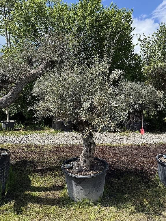 Piante & sementi: Olivenbaum "Olea Europea 01" – Nuovo (secondo la descrizione) da Zuckenriet venduto da Thur_Plant 4