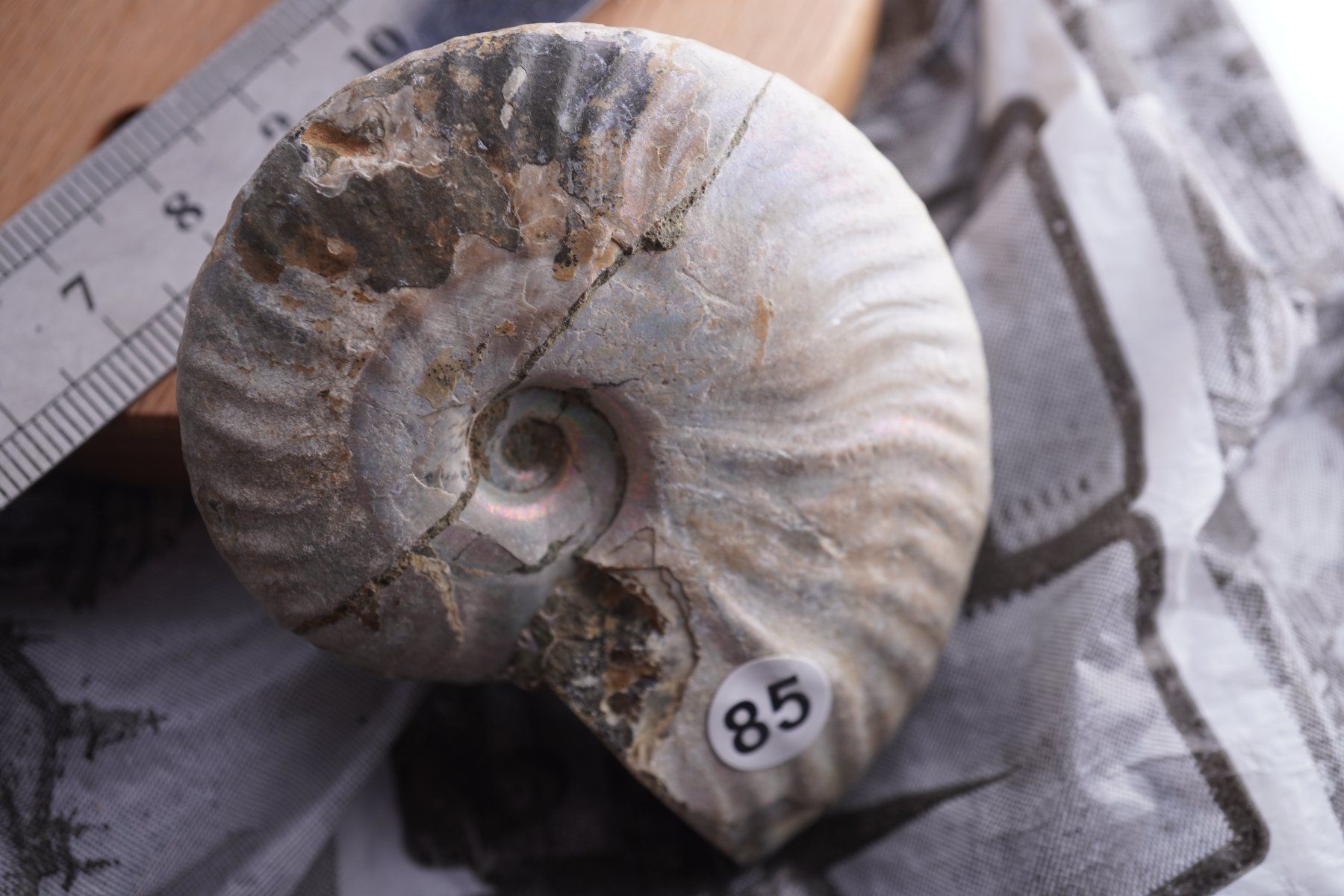 Mineralien & Heilsteine: Ammonit  Opalisiert   Wunderschön  ca  68mm – Neu und originalverpackt aus Eschenbach SG von topstone 4