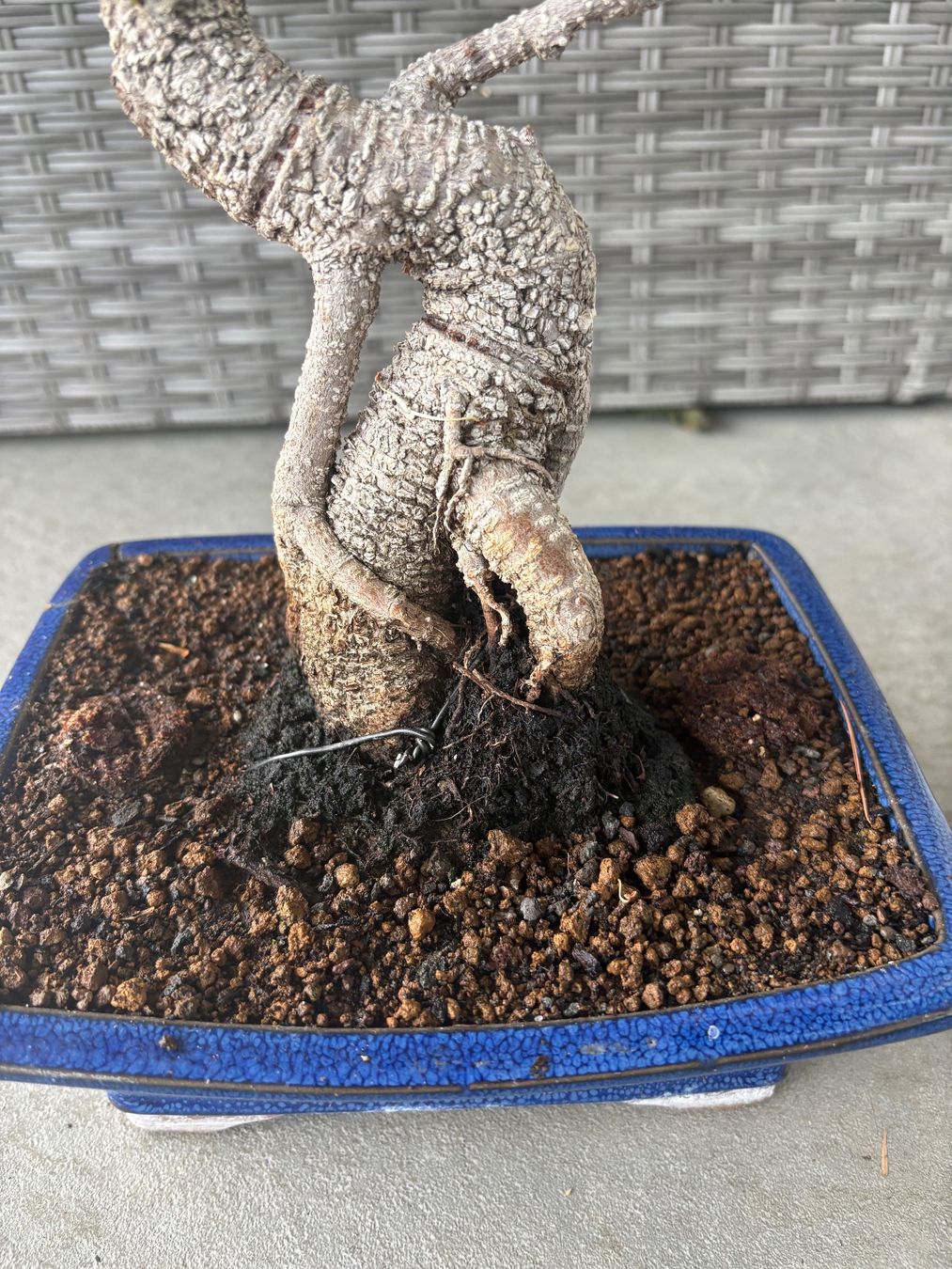 Pflanzen & Samen: Ficus-Bonsai – Gebraucht aus Dussnang von Hakuna_matata7 1