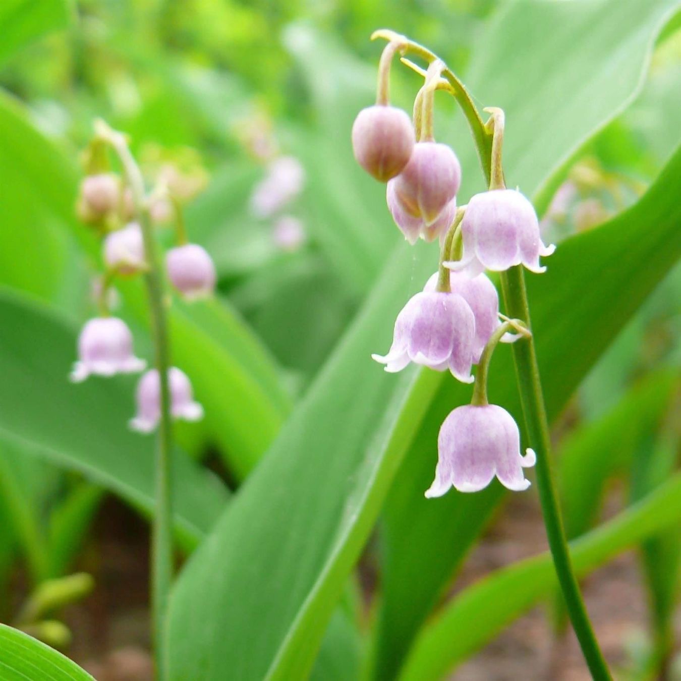 Piante & sementi: Muguet rose 2 PLANTS – Nuovo (secondo la descrizione) da Bremblens venduto da FIBONACCI369 2