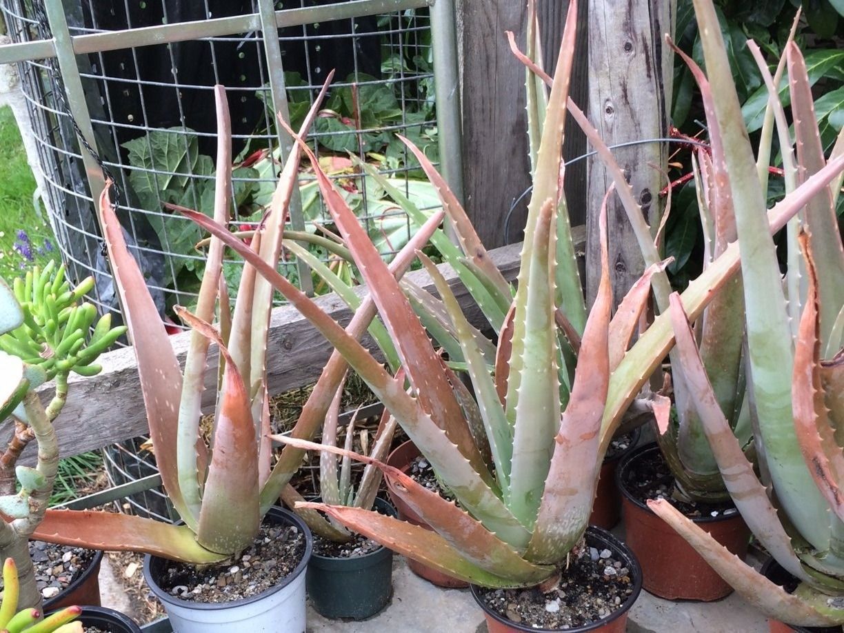 Piante & sementi: Aloe vera – Nuovo (secondo la descrizione) da Vinelz venduto da Wellensittich55 3