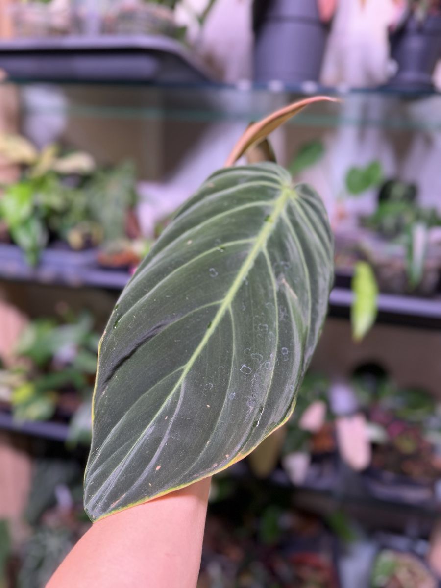Piante & sementi: Philodendron Gigas – Nuovo (secondo la descrizione) da Buchrain venduto da Stetoscop