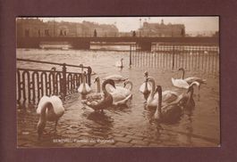 GENEVE - Les Cygnes - 1927