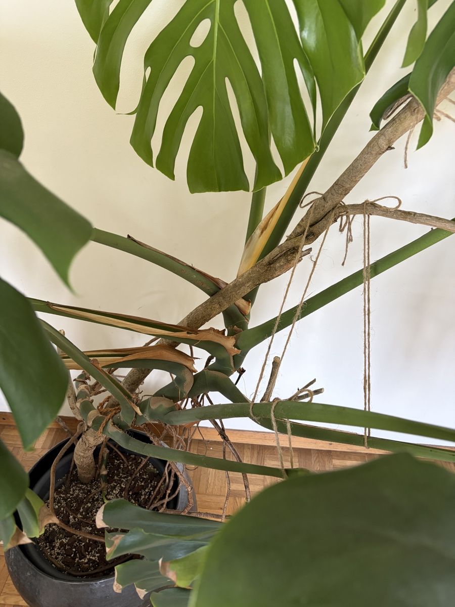 Plantes & graines: Monstera deliciosa auf Ast – D'occasion à Wetzikon ZH par diekresses 2