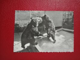 Expo Lausanne 1964 Berner Bären s/w Karte