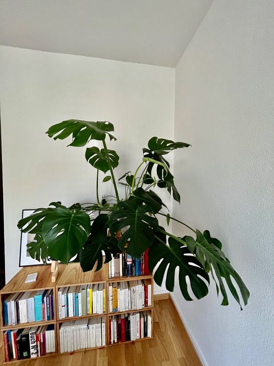 Wunderschöne Monstera mit Hay Blumentopf XXL Kaufen auf Ricardo