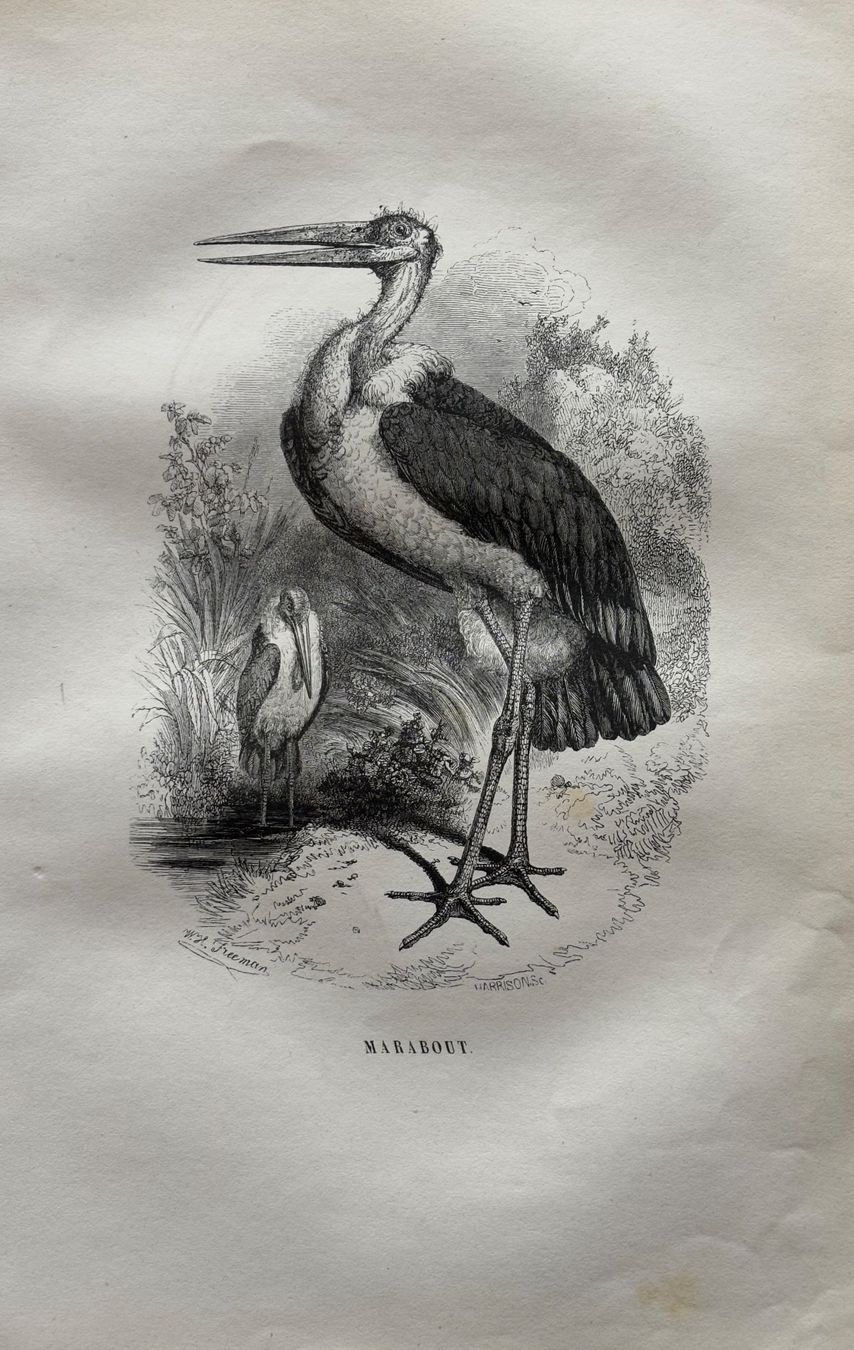 Incisioni: Stahlstich 1843 - Marabout, Vogel – Usato da Frauenfeld venduto da Merk52