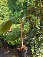 Bananenpflanze (Musa) – kräftige Topfpflanze, ca. 1,5 m hoch