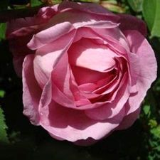 Profile image of FloraAroma
