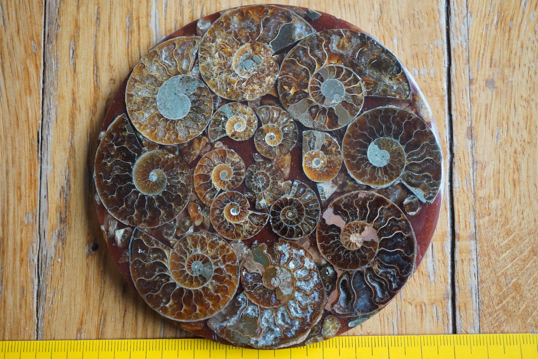 Fossili: Ammonit  Platte      Sammlerstück  ca 11cm  Diverse – Nuovo e nell'imballaggio originale da Eschenbach SG venduto da craniums 4