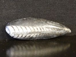 Versteinerter Fisch Fossil ORTHOCERAS MAROKKO Tintenfisch