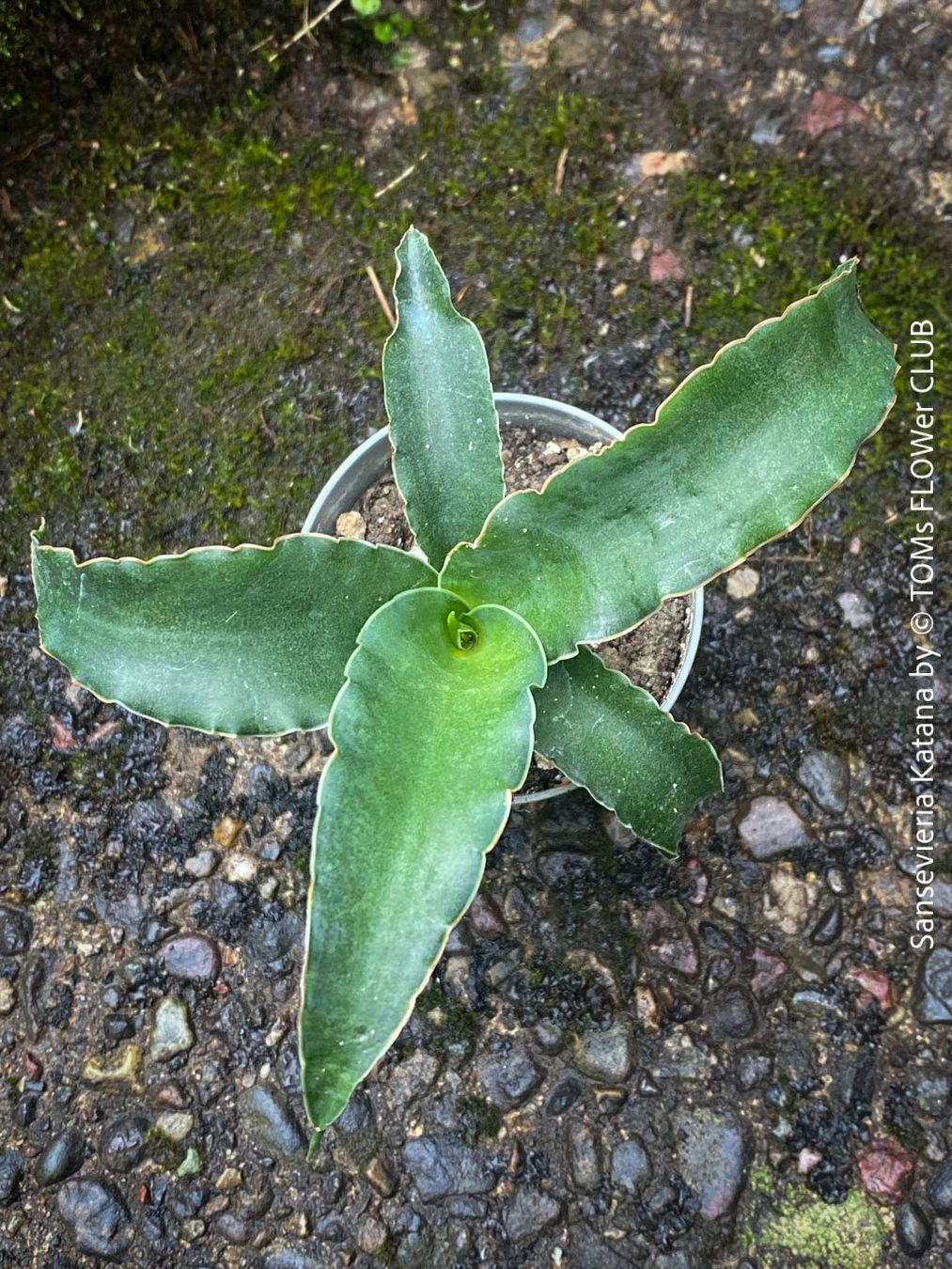 Piante & sementi: Sansevieria Katana - wunderschön Gross-Faecher-Sansevieria – Nuovo e nell'imballaggio originale da Adliswil venduto da astom369 9