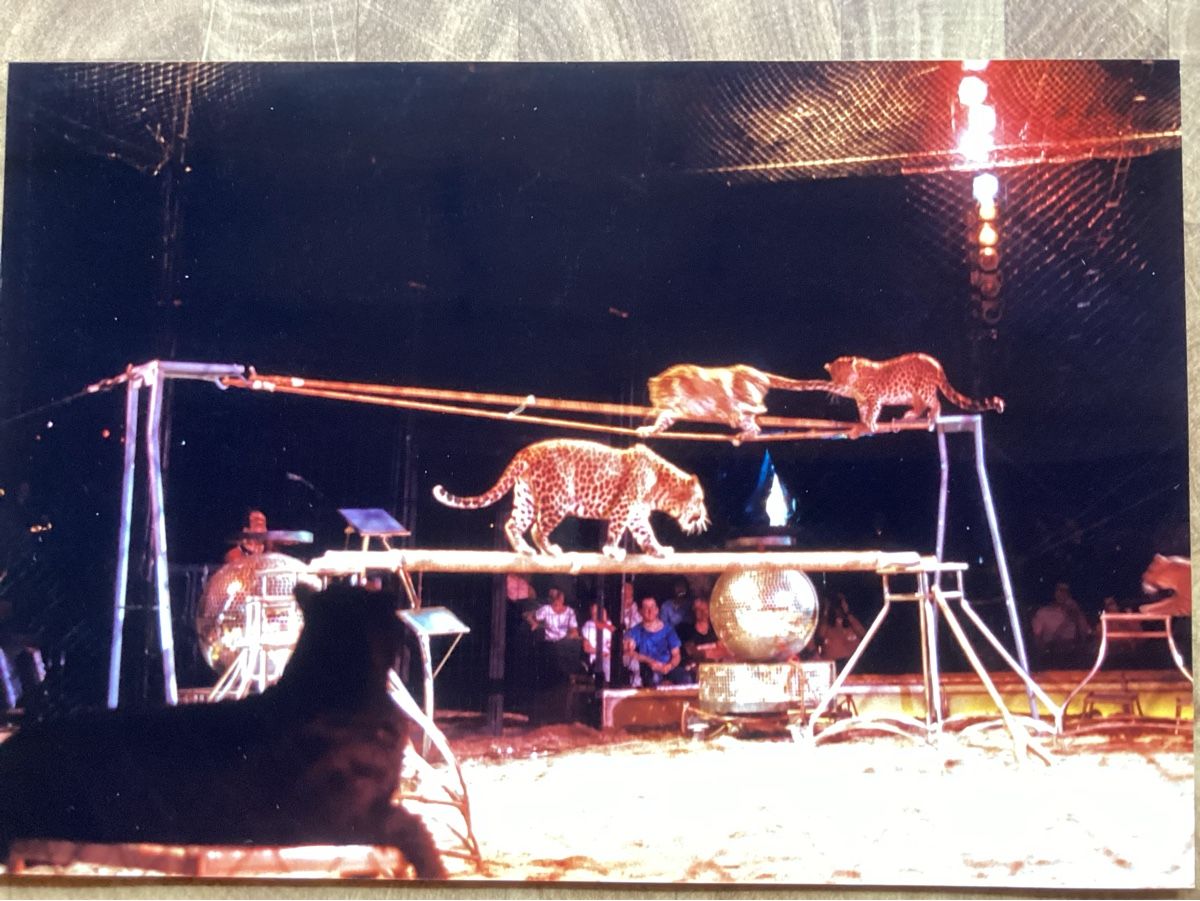 Foto & Immagini: Circus Knie Foto 1987 – Usato da Reichenbach i. K. venduto da astra2010